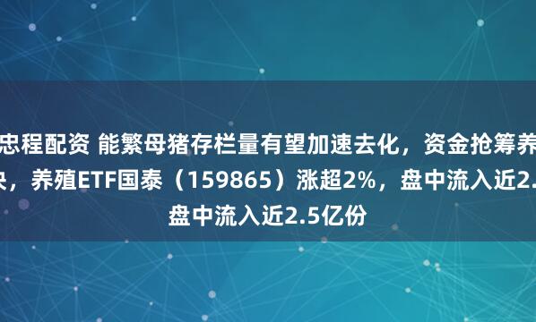 忠程配资 能繁母猪存栏量有望加速去化，资金抢筹养殖板块，养殖ETF国泰（159865）涨超2%，盘中流入近2.5亿份